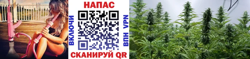 Шишки марихуана планчик Губаха